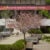 A pink flowering tree in full bloon rests in a concrete courtyard with green shrubs and wooden benches. Behind the tree is an academic building that has a red banner, reading "Powerful ideas for a healthier world."