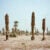 Three dead palm trees stand tall in a desert. Behind them are dry and dying palm trees.