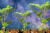 Photo illustration: Three green seedlings with outer space in the background.