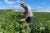 A man wearing a grey tshirt, dark pants and wide brim straw sun hat holds a MultispecQ sensor in one hand and a mobile phone in the other in the middle of large field of green plants.